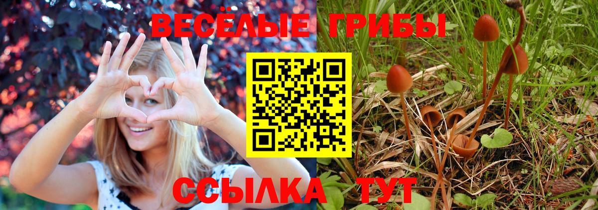 Галлюциногенные грибы Psilocybine cubensis Королёв